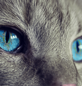 yeux chat