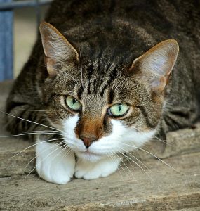 professionnels prendre charge sante animaliere