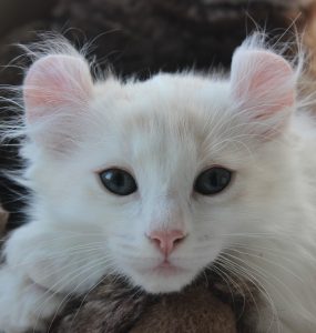 focus race chat american curl