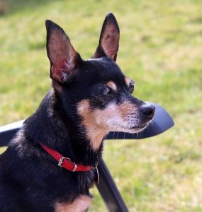 associer siamois pinscher nain bonne mauvaise idee