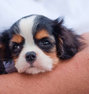 assurance animale sans delai carence ni franchise