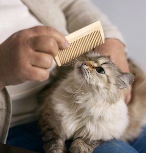 toiletter chat poils longs